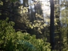 Foret