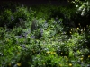Vegetal